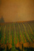 Autumn Vineyard Poster Print - Don Schwartz