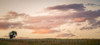 Tree Along the Fence Poster Print - Don Schwartz