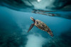 Sea Turtle Swimming in the Ocean Poster Print - Artographie