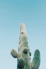 Saguaro Cactus, Arizona Poster Print - Artographie