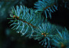 Leaves 20 Poster Print - Rachel Lee