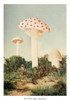 The Finest Giant Mushroom Poster Print - Florent Bodart