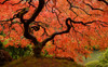 Brilliant Red Maple Poster Print - Don Schwartz