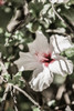 Pale Pink Hibiscus Poster Print - by Clint Shot