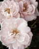 Soft Pink Roses II Poster Print - Swearingen Debra Van