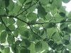 Leaves 14 Poster Print - Rachel Lee