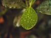 Leaves 13 Poster Print - Rachel Lee