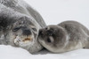 Baby Seal Love Poster Print - Artographie