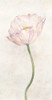 Budding Flower II Poster Print - Unknown