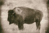 Solitary Sepia Poster Print - Nathan Larson