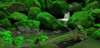Forest Falls Poster Print - Don Schwartz