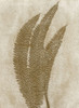 Gray Fern 8 Poster Print - Studio MMB