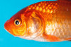 Goldfish Best Side Poster Print - Artographie