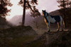 Mountain Splendor Poster Print - Steve Hunziker