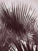 Miami Palm One Poster Print - by Clint Shot