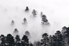 Coconino National Forest, Arizona Poster Print - Artographie