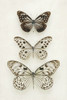 Three Neutral Butterflies Poster Print - Alyson Fennell