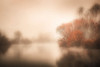Touched By Mist Poster Print - Don Schwartz