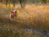 Flowered Meadow Fawn Poster Print - Christopher Vest