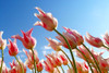 Flower Tulips Poster Print - Rachel Lee