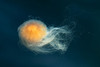 Bright floating jellyfish Poster Print - Artographie