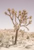 Joshua Tree Poster Print - by Clint Shot