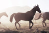 Horse 11 Poster Print - Rachel Lee