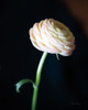 Single Ranunculus I Poster Print - Swearingen Debra Van