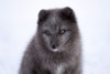 Baby arctic fox Poster Print - Artographie