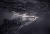 Black and white shot of shark Poster Print - Artographie
