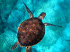 Big sea turtle at Kaputas Beach Poster Print - Artographie