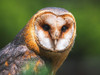 Barn Owl Poster Print - Artographie