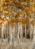 Dazzling Aspens Poster Print - Don Schwartz