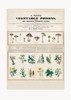 Poisonous Mushrooms Irritating Poisons Poster Print - Pictufy
