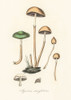 Agaricus Semiglobatus Poster Print - Pictufy