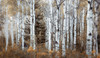 In the Autumn Forest Poster Print - Don Schwartz