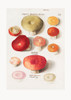 Boleten, Boletales Standing Poster Print - Pictufy