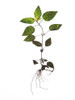 Herbarium 01 Poster Print - by Clint Shot