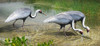 White Naped Cranes Poster Print - Christopher Vest