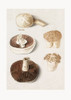 Common Meadow Mushroom, Agaricus Campestris Standing Poster Print - Pictufy