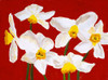 Daffodils Poster Print - Soraya Chemaly