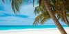 Tropical Paradise Poster Print - Artographie