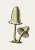 Vintage Inky Cap Edible Mushroom Poster Print - Pictufy