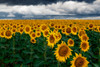 Sunflower Field Poster Print - Artographie