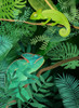 Chameleons Poster Print - Goed Blauw