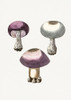 Hand Darwn Violet Webcap Mushroom Poster Print - Pictufy