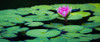 Floating Lotus Poster Print - Don Schwartz