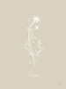 Delicate Wildflowers I Poster Print - Katrina Pete
