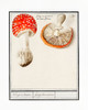 Fly Agaric, Amanita Muscaria Poster Print - Pictufy