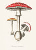 Amanita Muscaria Illustration. Medical Botany 1836 Poster Print - Pictufy